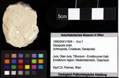Foto (Objket + Etiketten) von Goniodromites bidentatus (Reuss, 1858) 